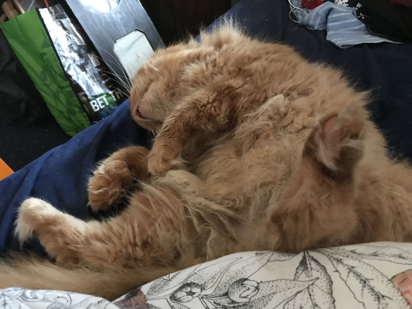 Chez Ollie - "Give me your tired, your paw, your purring masses..." - All welcome