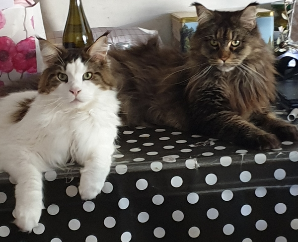 What's your DCat up to today? (Thread 9)