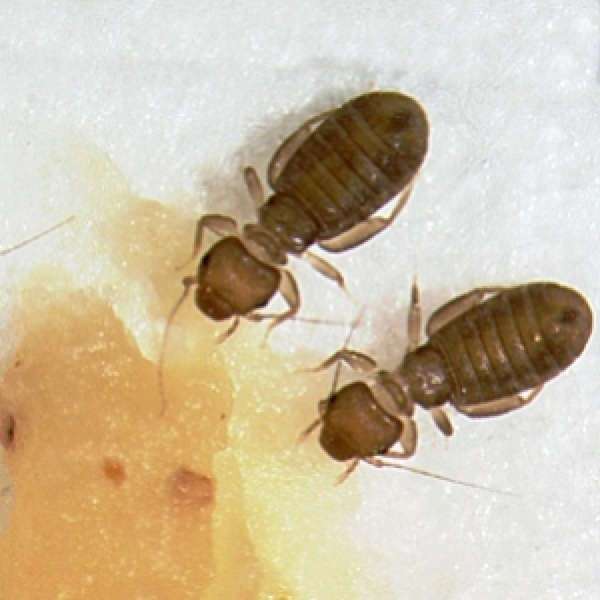 Bed bugs 😫 pic