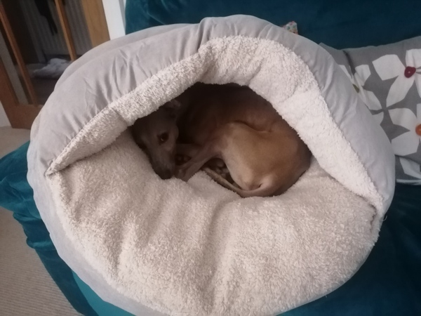 Whining whippet