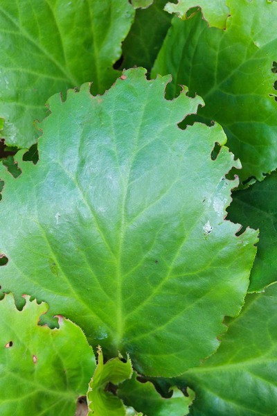 Barstarding vine weevil grubs