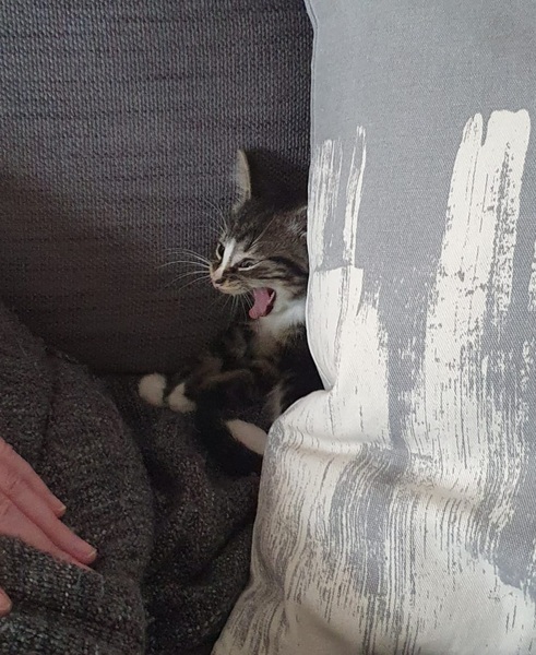 New Kitten After Heartbreak