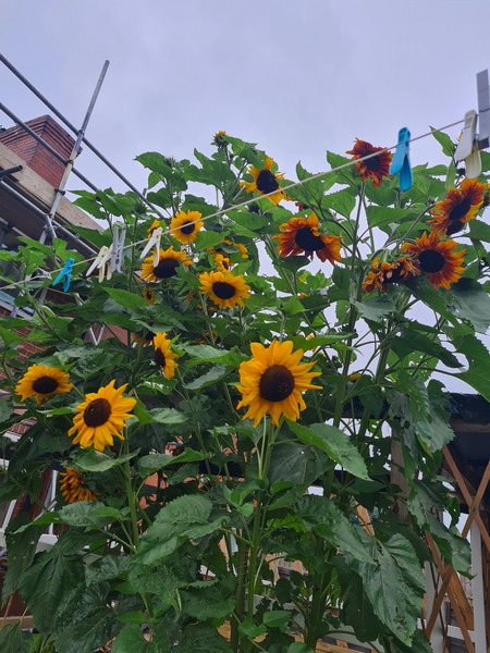 Any Witches Here? Part 15