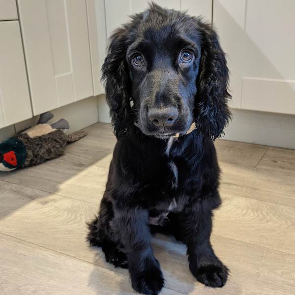 Puppy survival thread. Cold nights in the garden ... yeah...no