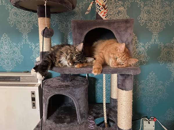 cat tower for top floor flat?