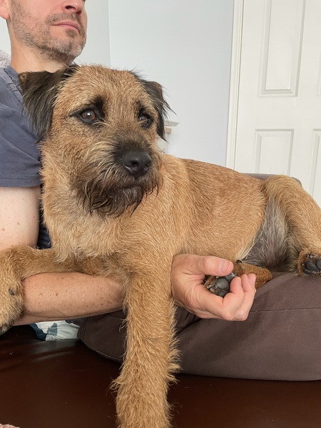 What breed to get?
