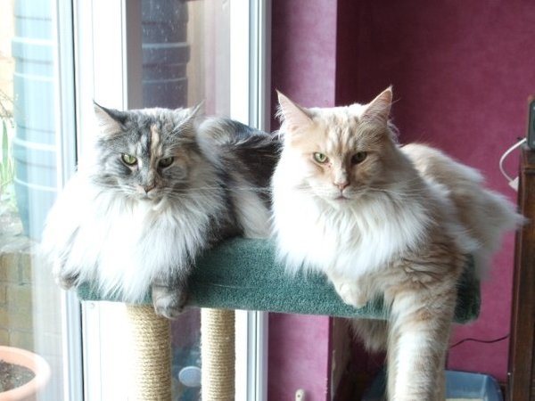 Indoor cat breed help
