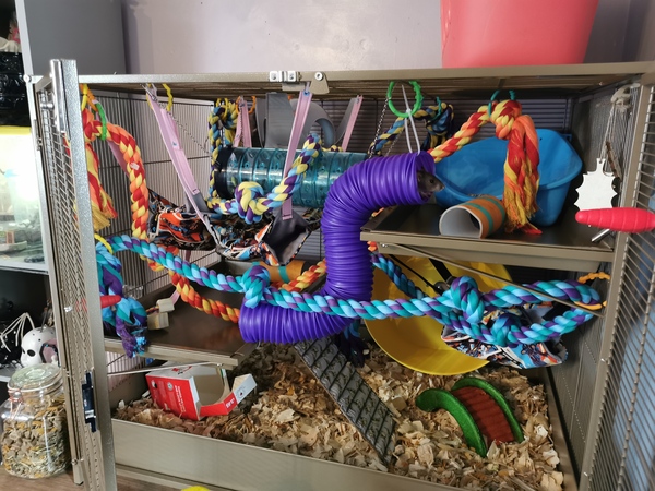 Do people hate pet rats/rodents that much?