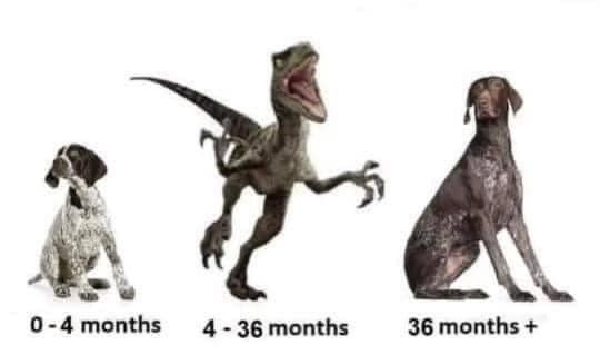 I don't like my puppy