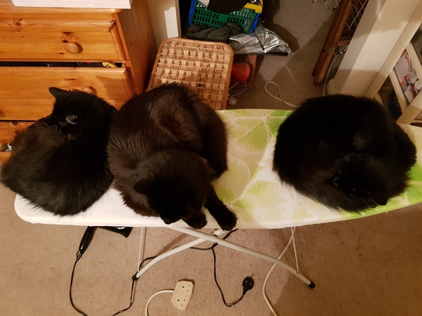 What's your DCat up to today? (Thread 8)