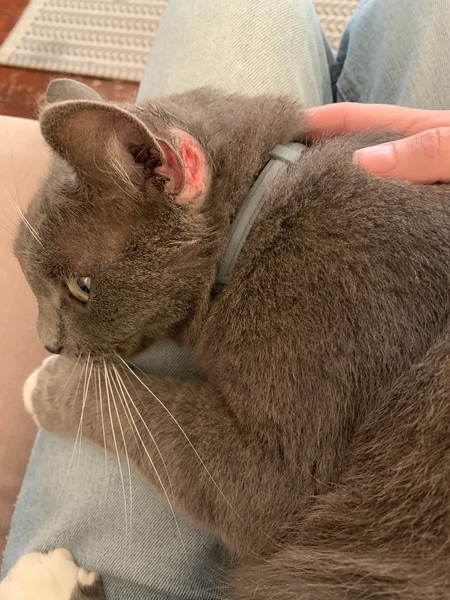 Wound on cat - emergency vet or wait until morning?