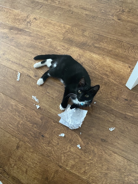 What's your DCat up to today? (Thread 8)