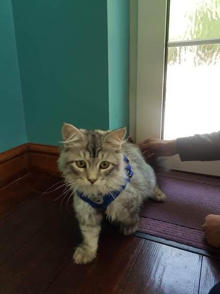 Indoor cat breed help