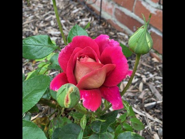 September in the garden