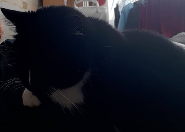 What's your DCat up to today? (Thread 8)