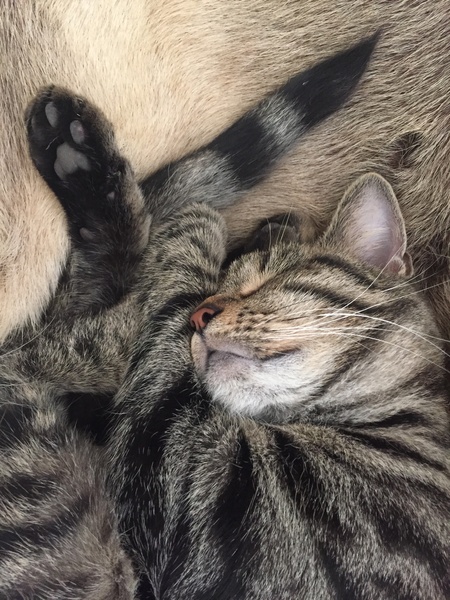 My house is now a foster cat hospital!