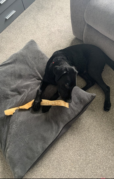 Puppy survival thread. Cold nights in the garden ... yeah...no