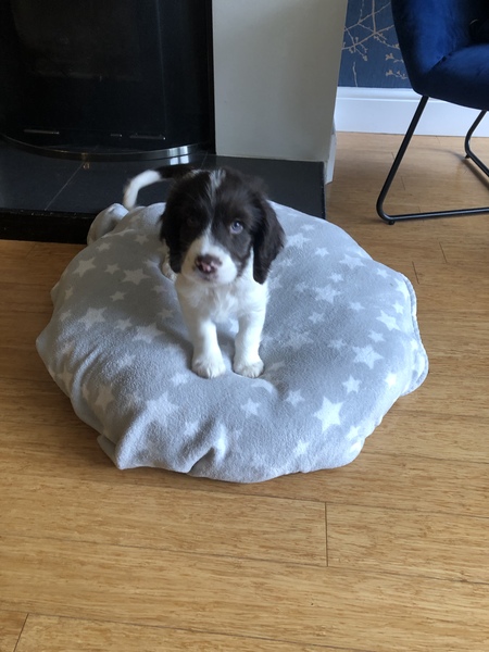 Puppy survival thread. Cold nights in the garden ... yeah...no
