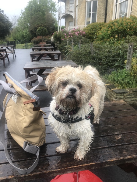 Talk to me about Shih Tzu's