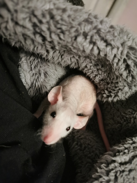Do people hate pet rats/rodents that much?