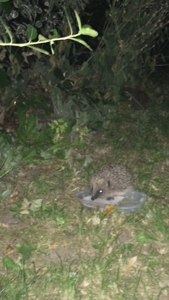 Brexit Megathread - Part 1 because it's not over by a long shot