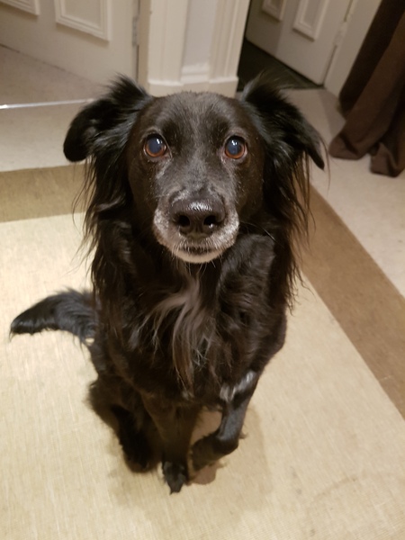 Had to put my 16.5yo pup to sleep today