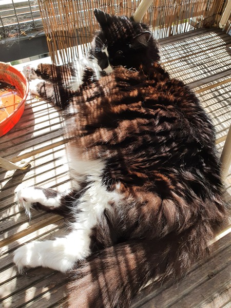Cat in an apartment?
