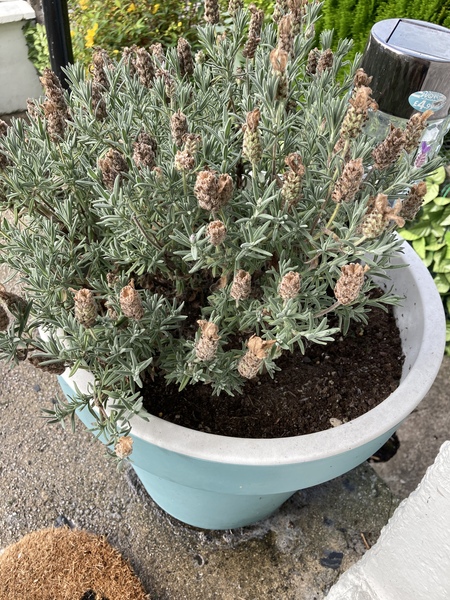 What’s wrong with my lavender plant?