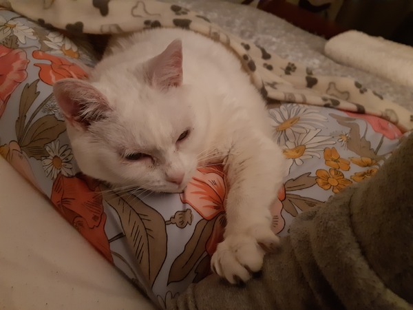Sneezing cat