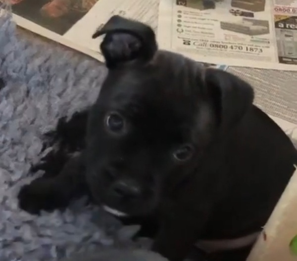 Puppy survival thread September and the pups just want to eat all the leaves!