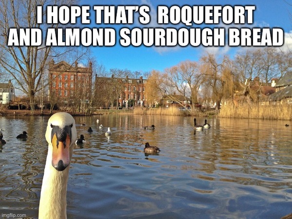 Shamed at the Duck pond.