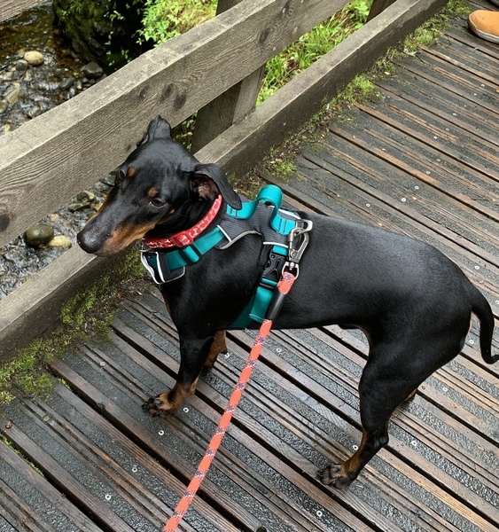 Does anyone own rare native breed dog?