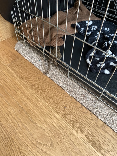 Puppy survival thread September and the pups just want to eat all the leaves!