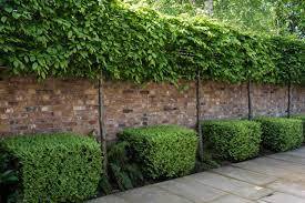 Low maintenance tall plants/small tree suggestions for privacy along garden fence?