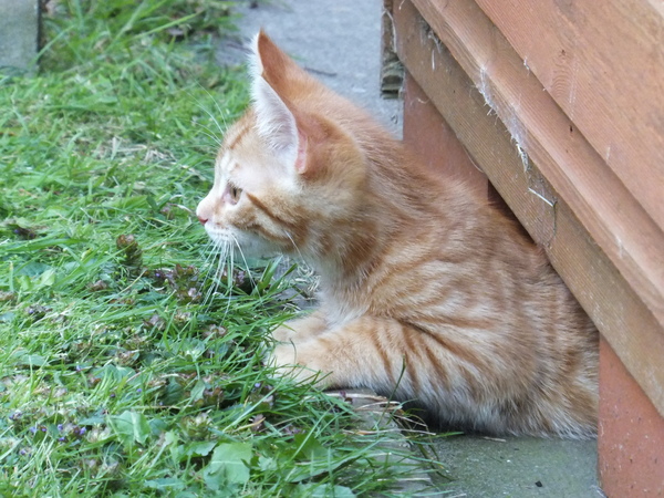 To ask for name ideas for kitten.