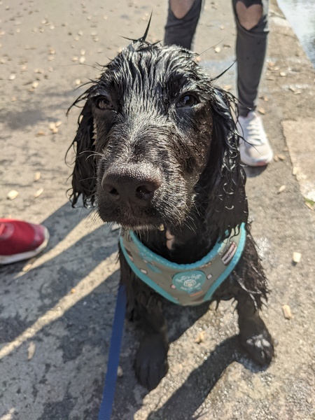 Puppy survival thread. Cold nights in the garden ... yeah...no