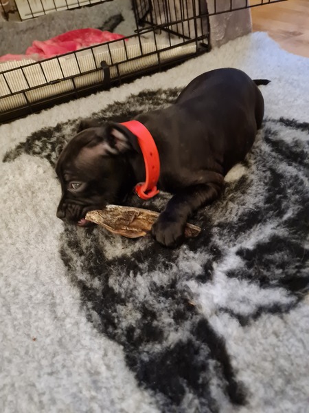 Puppy survival thread September and the pups just want to eat all the leaves!