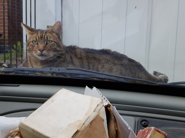 Thug cat part 4.  After all, it's not my Axminster.