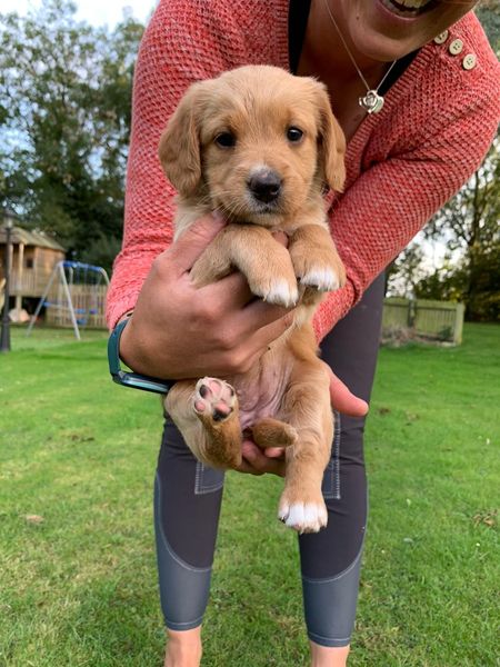 Puppy names please!! (Pics)