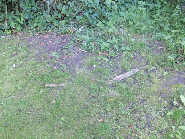 Tree root emerging from lawn. What to do