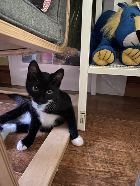 What's your DCat up to today? (Thread 8)
