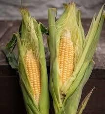 Squirrels eating my sweetcorn