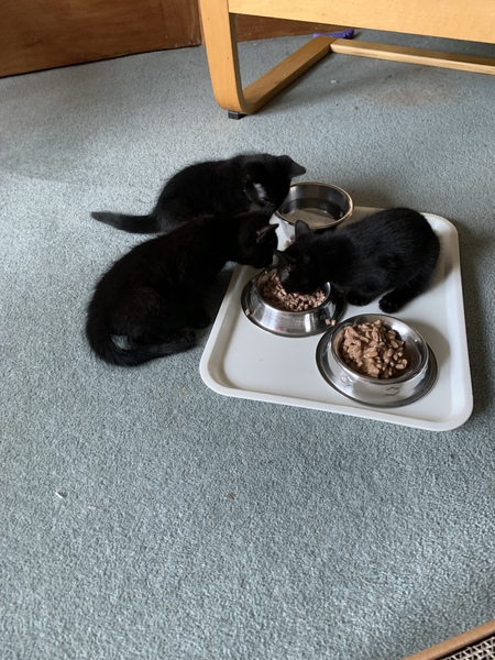 New fosters