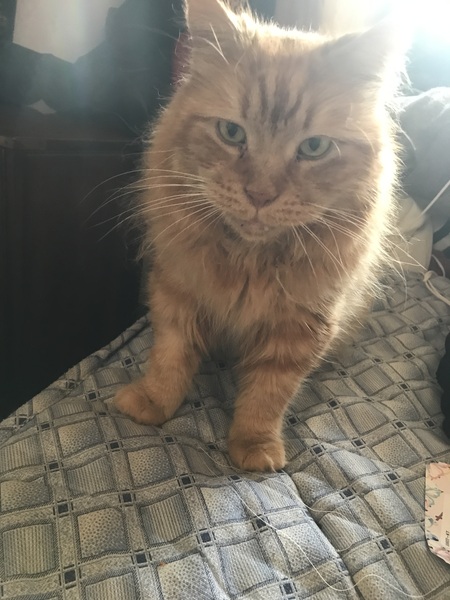 Chez Ollie - "Give me your tired, your paw, your purring masses..." - All welcome