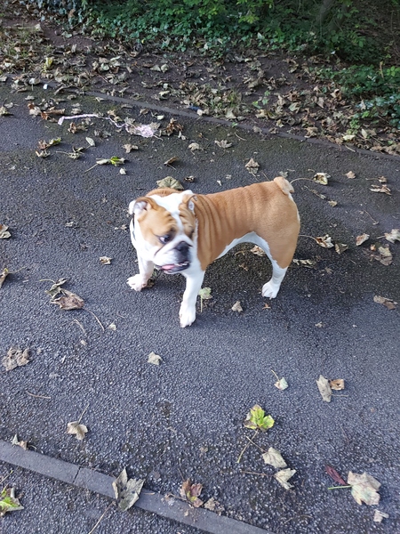 Aren't dogs great?