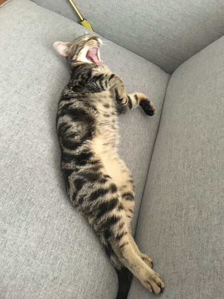 Best kitten photo ever