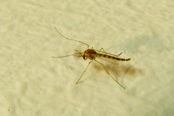 To ask what these bugs/flies are that are in my house?