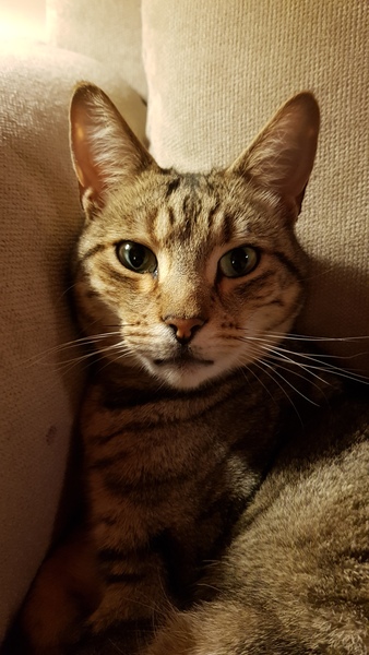 Brexit Megathread - Part 1 because it's not over by a long shot