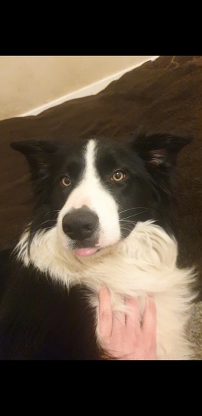 Heard my dog growl for the first time