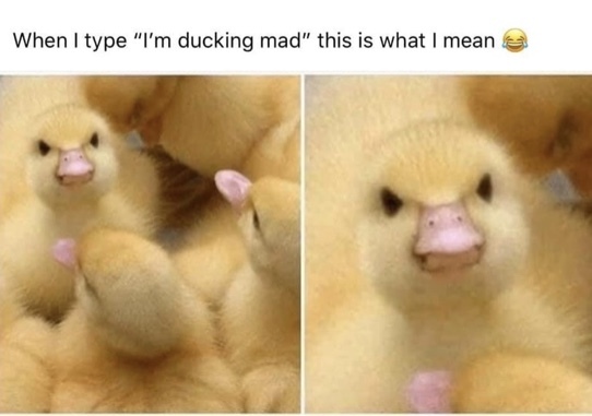Funny Meme's